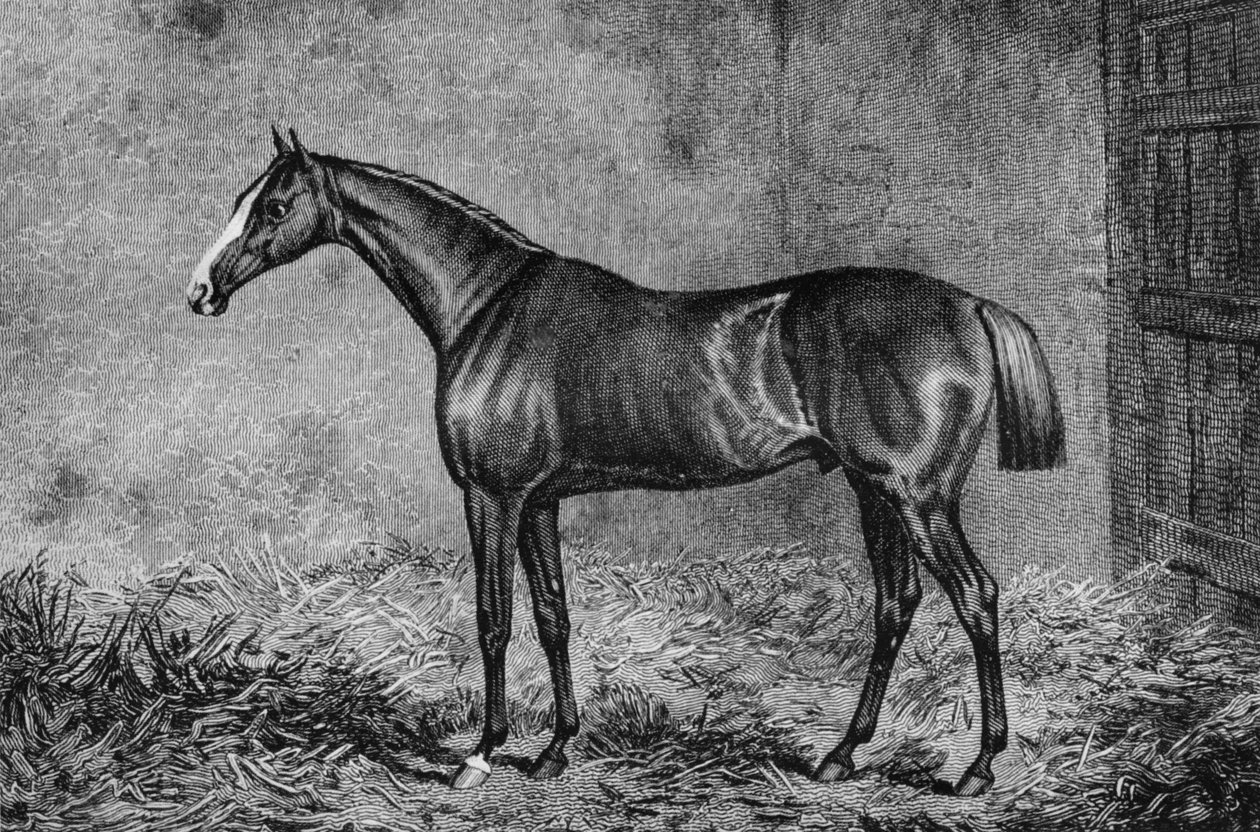 Plukovník, 1825-1847, 1911 od Unbekannt