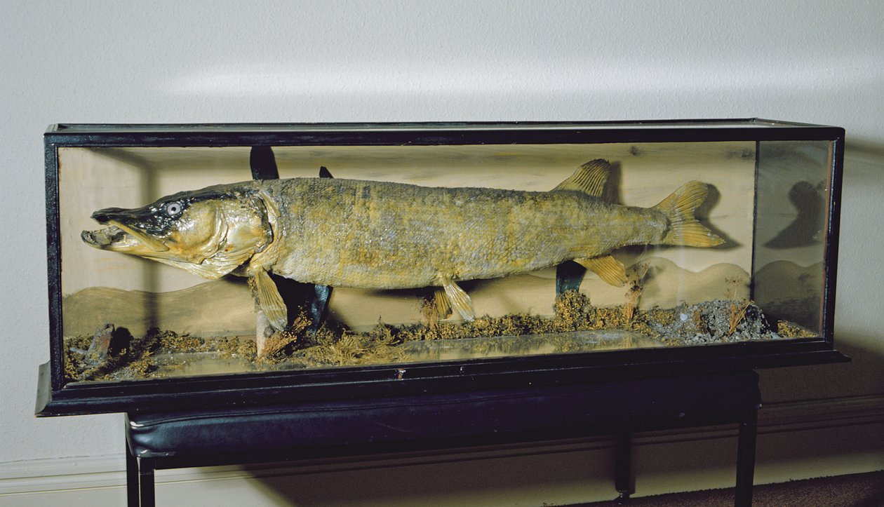 Dowdeswell Pike, délka 135 cm od Unbekannt