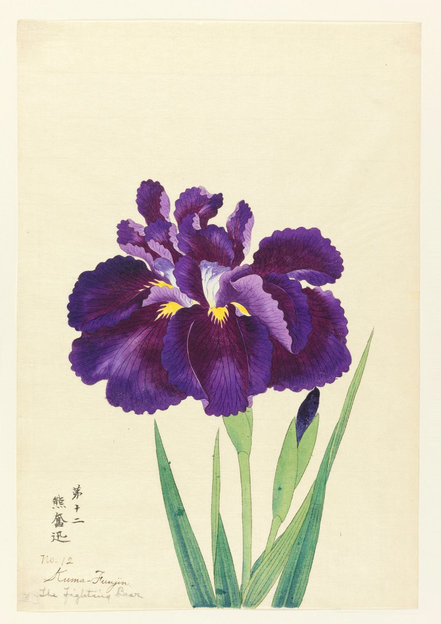 Boje Bear (Funjin), No. 12, ca. 1910 od Unbekannt