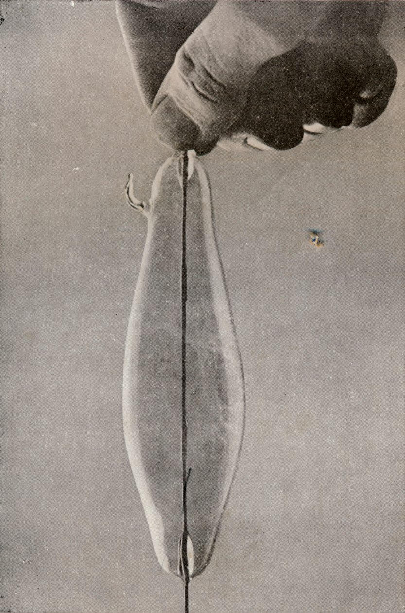 První žárovková elektrická lampa, c1916 od Unbekannt