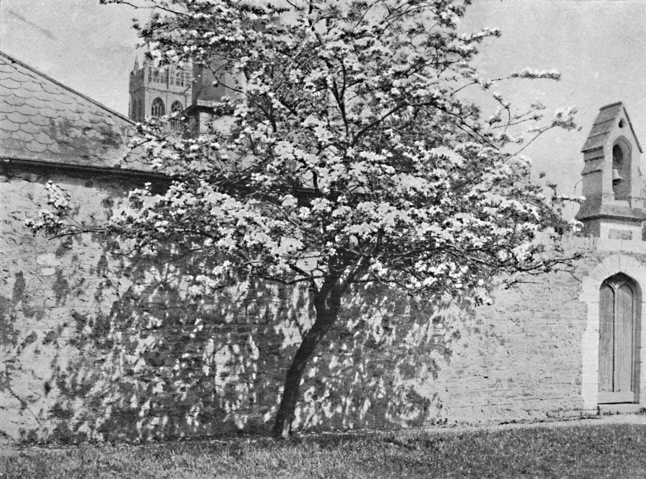 The Glastonbury Thorn, 1902 od Unbekannt