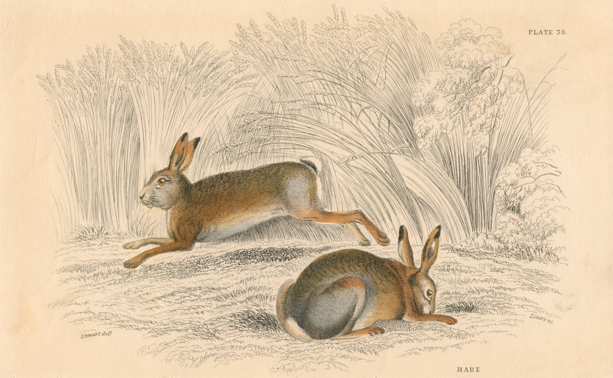 Zajíc Lepus europaeus, 1828 od Unbekannt