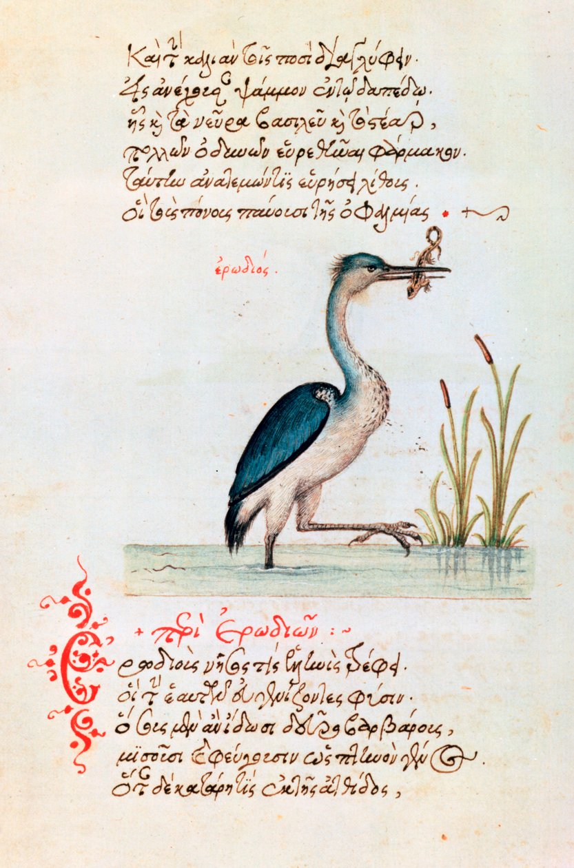 Volavka, 1564 od Unbekannt