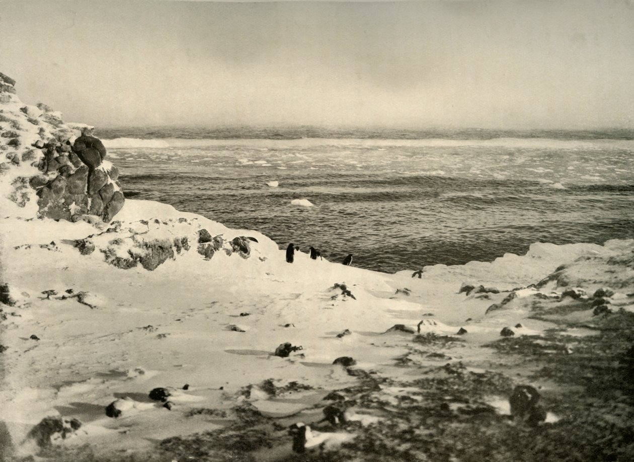 Poslední z tučňáků těsně před jejich stěhováním v březnu, c1908, 1909. od Unbekannt