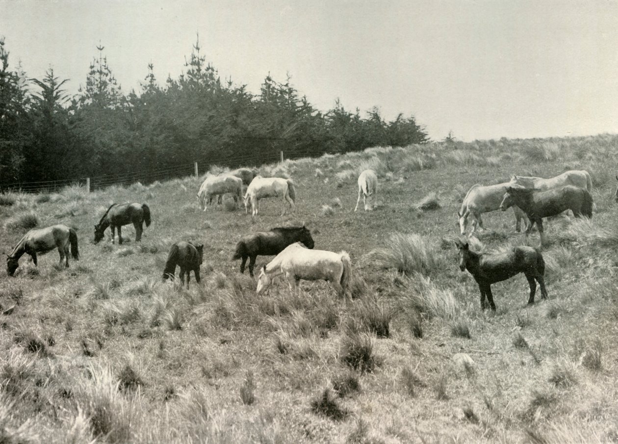 Mandžuští poníci na Quail Island, Port Lyttelton, c1907, 1909 od Unbekannt