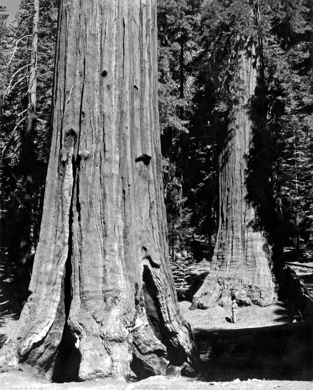 Mariposa Grove v Yosemite (černobílá fotografie) od Unbekannt