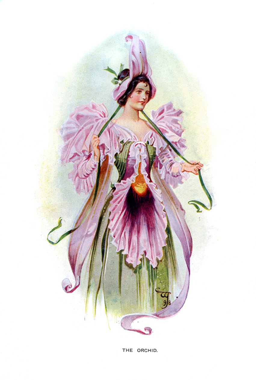 Orchidej, 1899 od Unbekannt