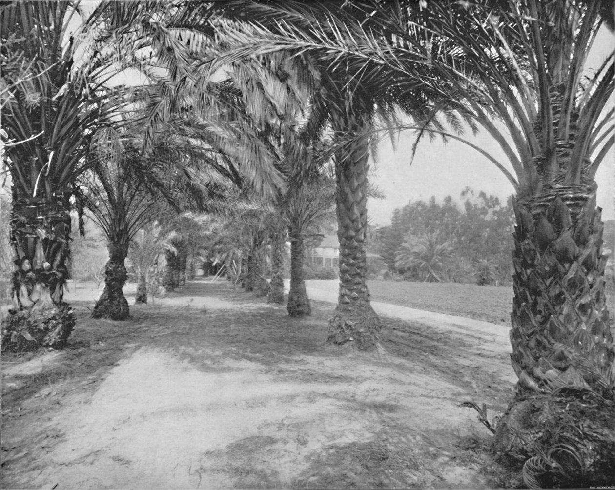Palmy Glenannie, Florida, 19. století od Unbekannt