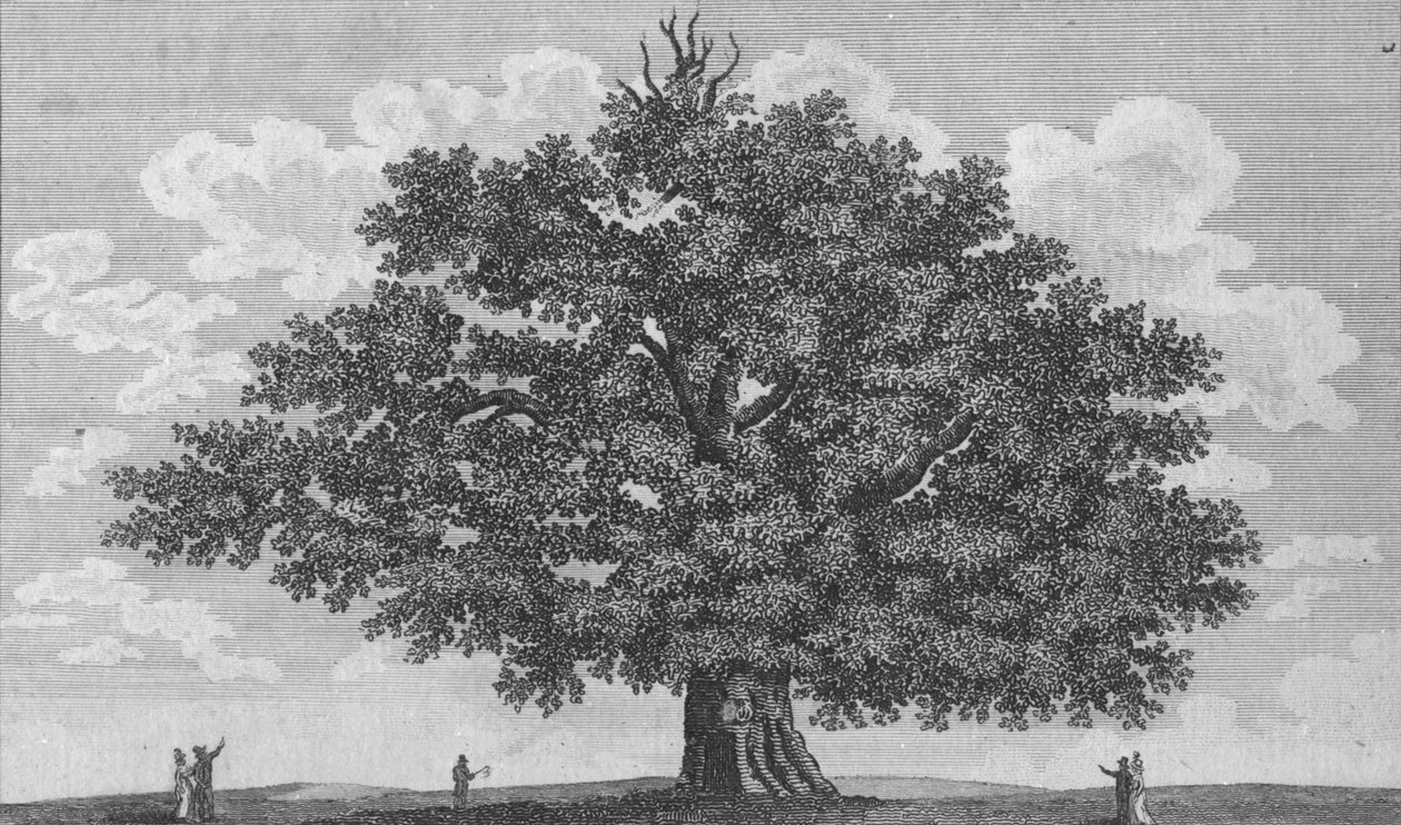 The Penshurst Oak, 1794 od Unbekannt