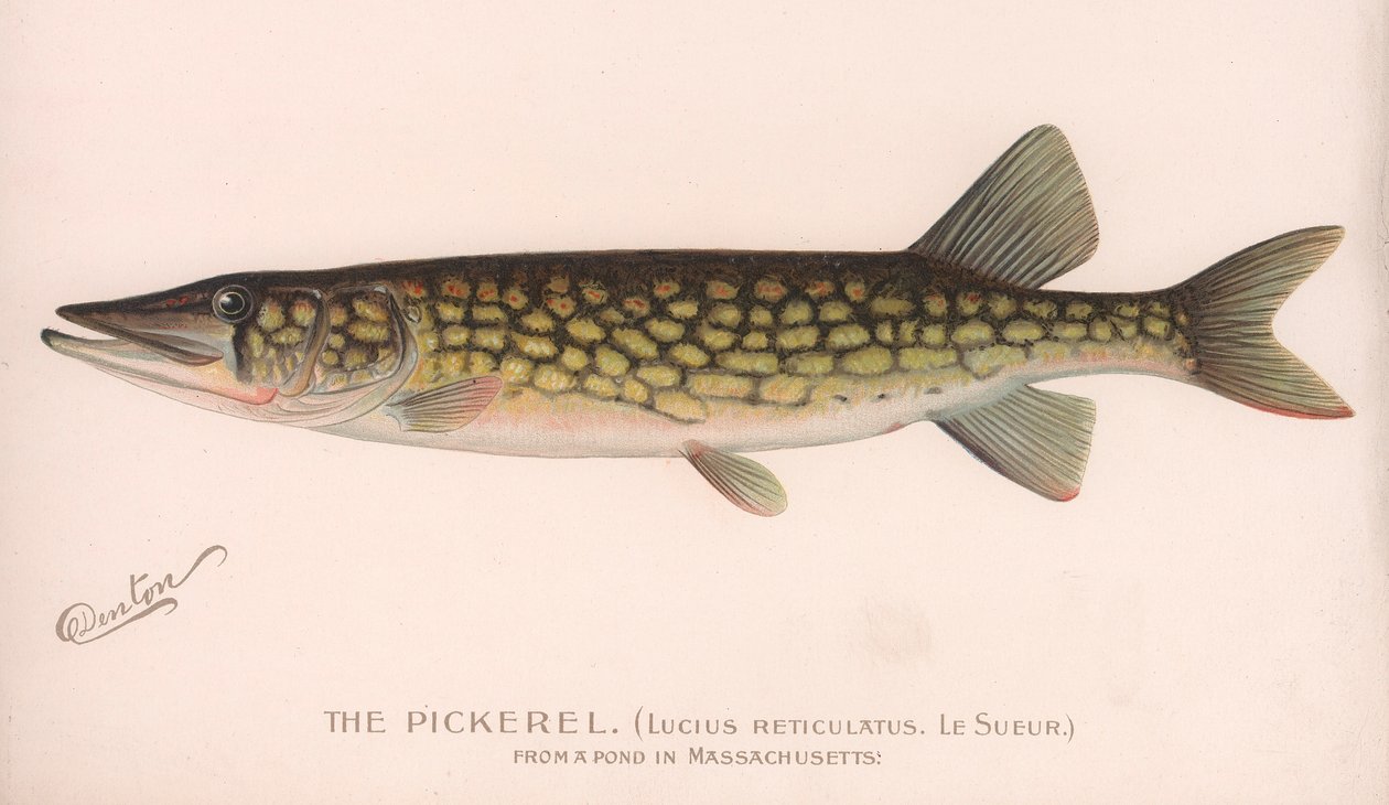 Pickerel Lucius Reticulatus. Le Sueur., kolem 20. let 20. století od Unbekannt