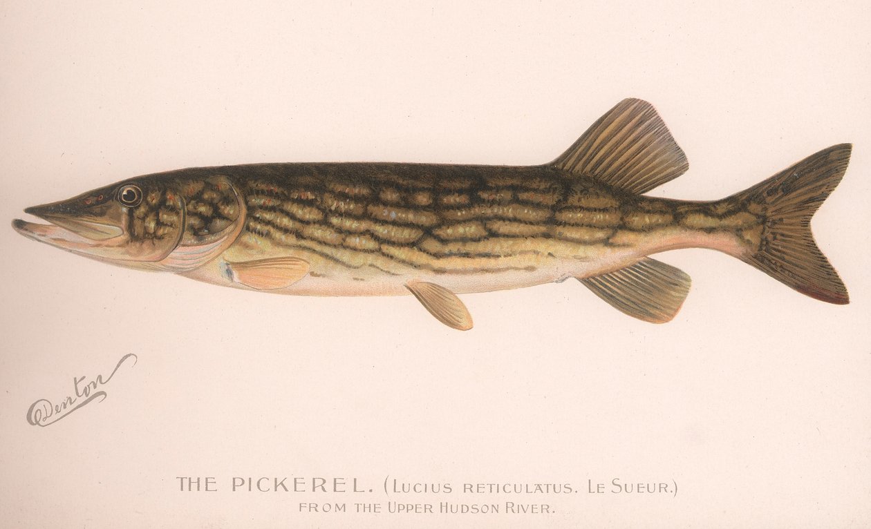 Pickerel Lucius Reticulatus. Le Sueur, kolem 20. let 20. století od Unbekannt