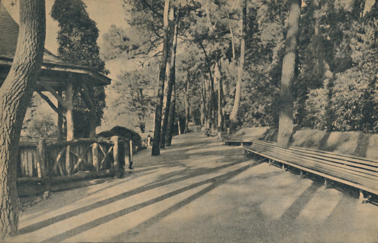 The Pine Walk, 1929 od Unbekannt