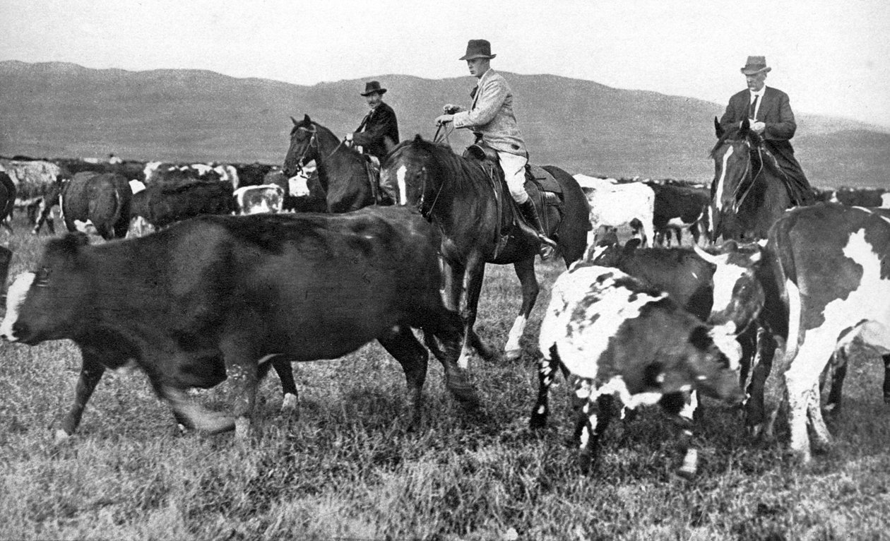Princ z Walesu shromažďuje dobytek v Albertě, Kanada, c1930 od Unbekannt