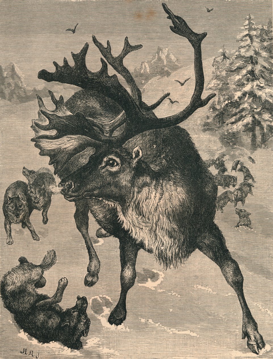 Sob, c19. století od Unbekannt