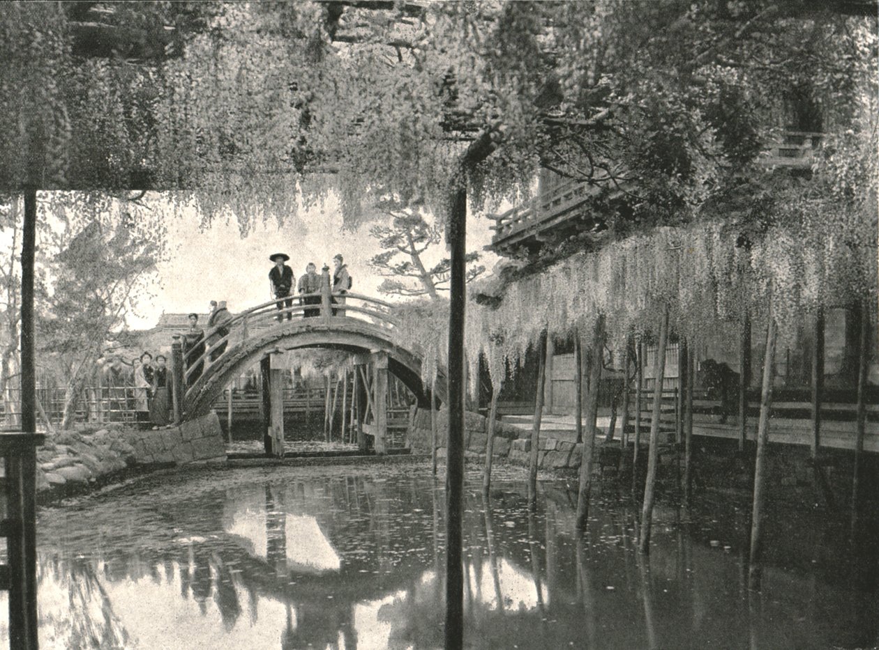 Te New Ginoike Pon d Plan d Wisteria, Kameido, Toi, Japonsko, 1895. od Unbekannt