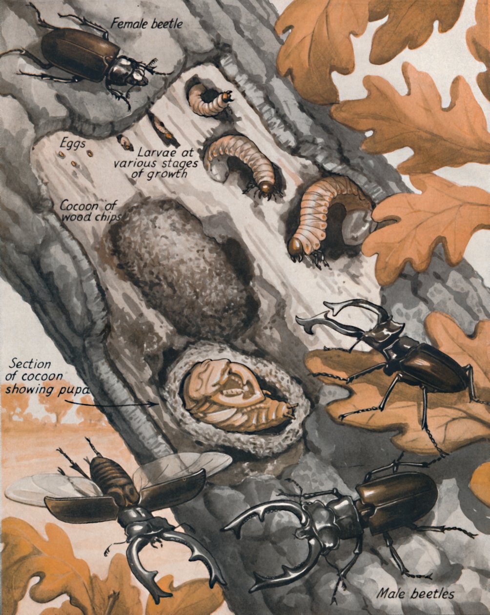 Příběh největšího britského brouka, 1935 od Unbekannt