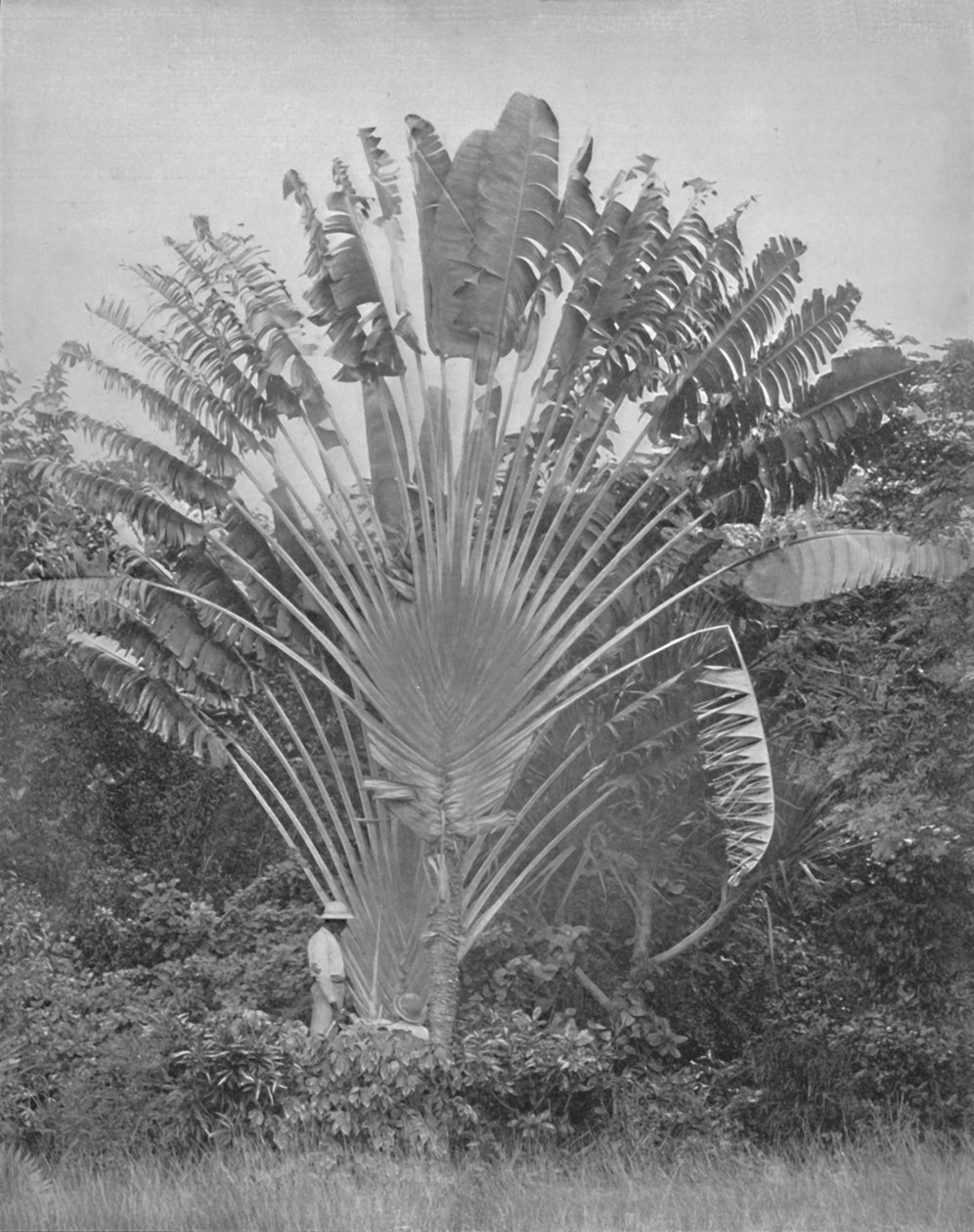 The Travelers Palm, 19. století od Unbekannt