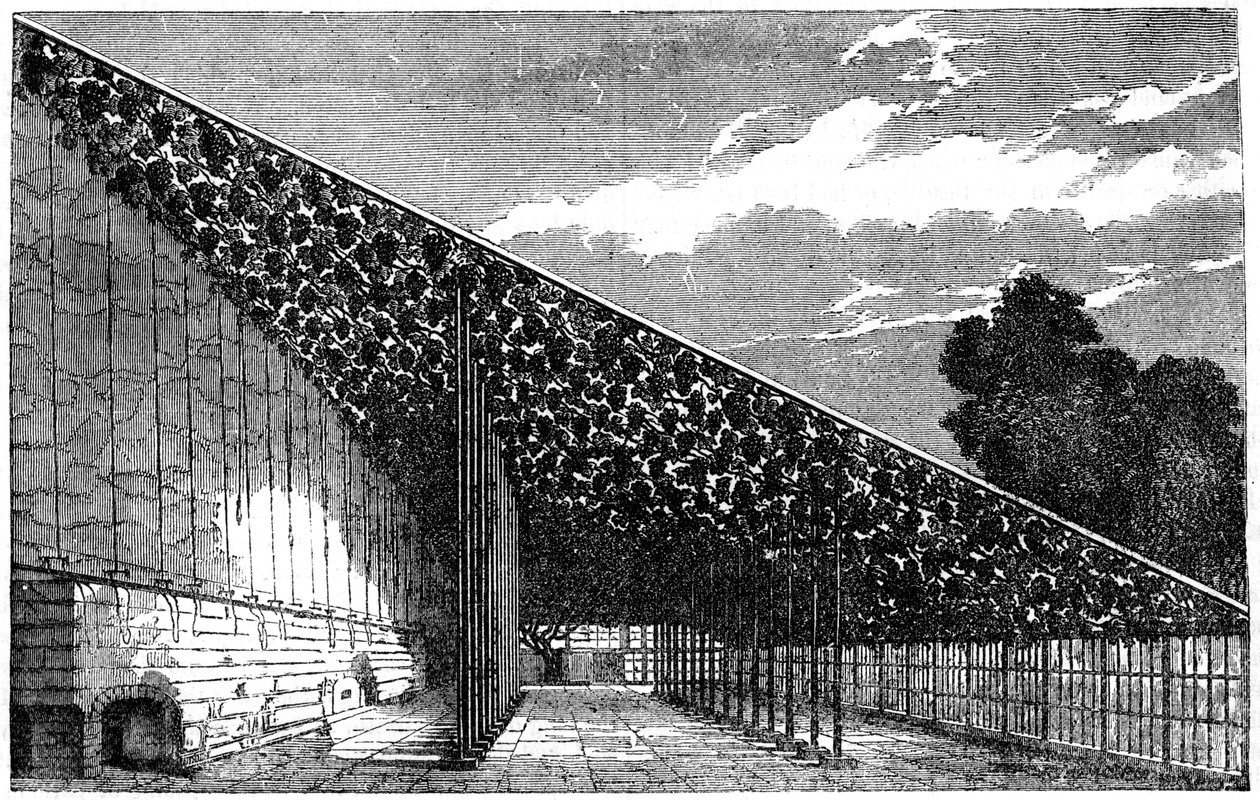 Vinařství v Hampton Court, 19. století od Unbekannt