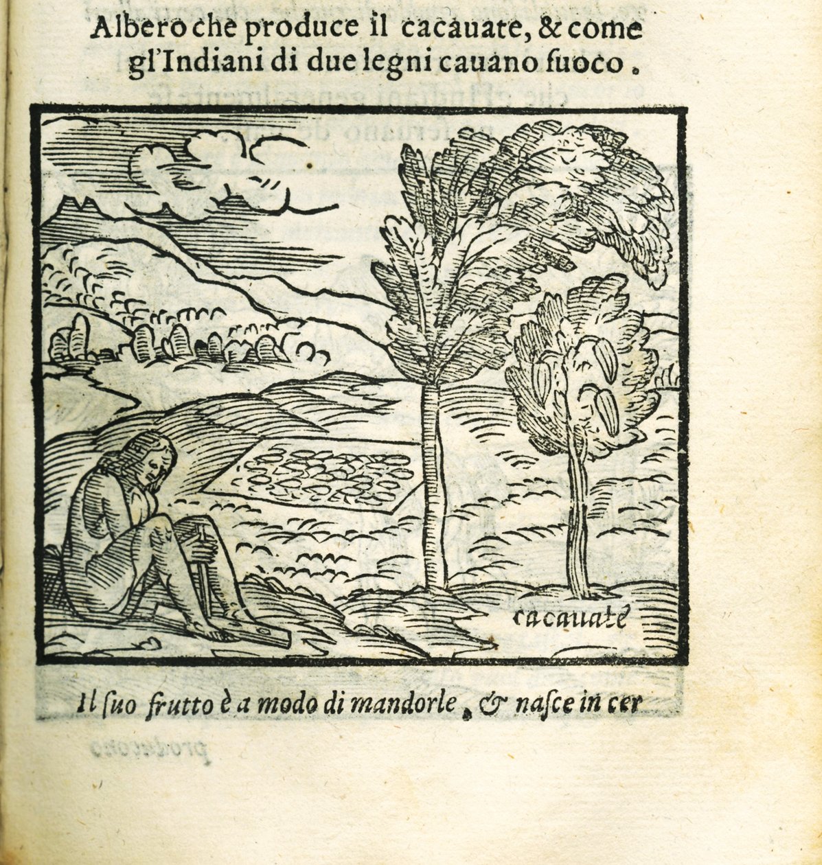Kakaovník. Z Historia del Mondo Nuovo od Girolama Benzoniho, 1563. od Unbekannt