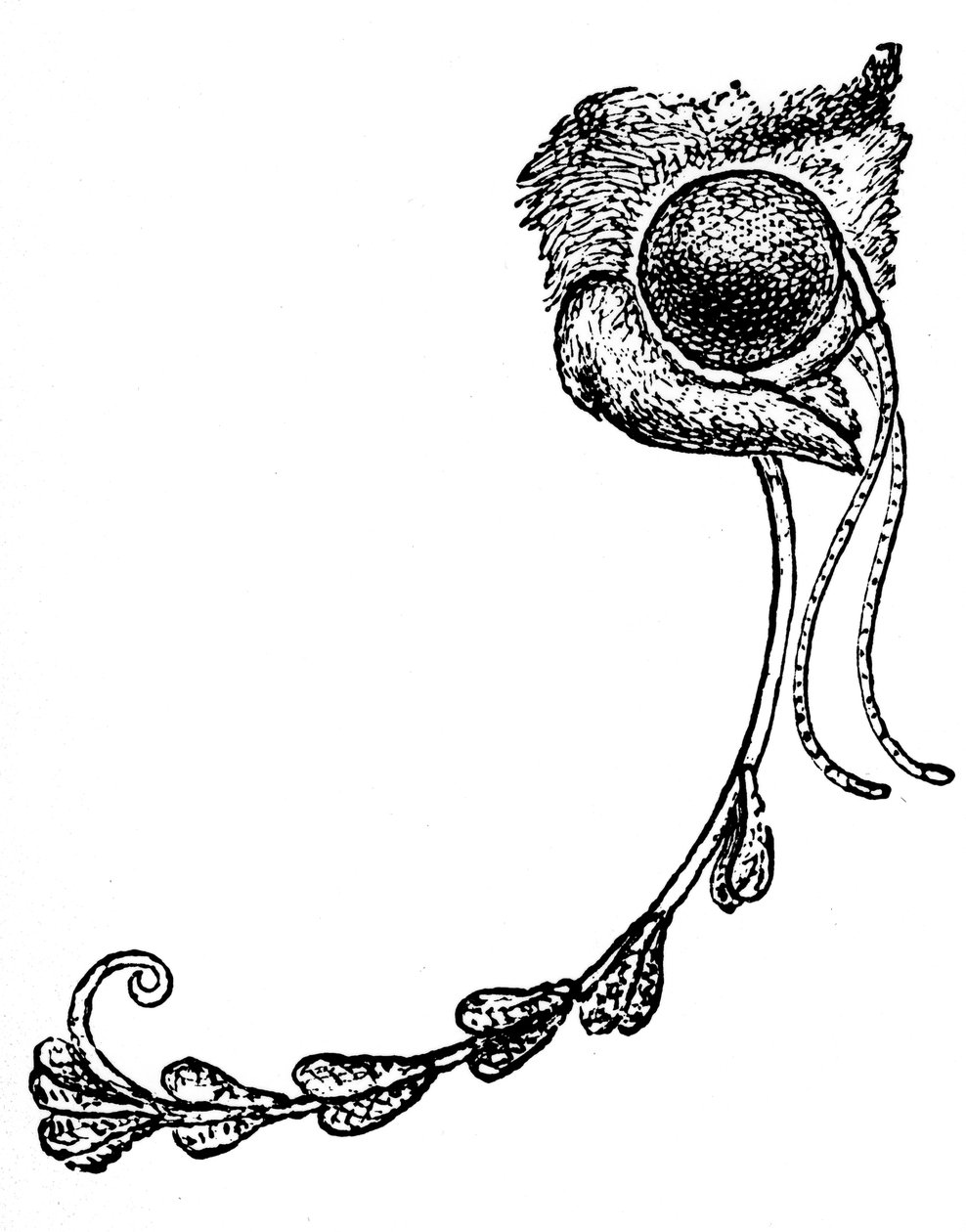 Můra Acontia luctuosa a pyl orchidejí, 1862 od Unbekannt