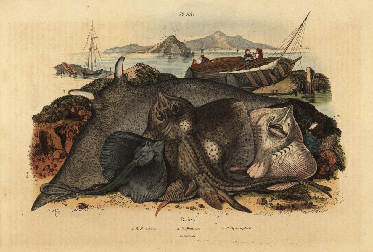 Rejnok trnohlavý, Raja clavata 1, rejnok lusitánský, Rhinoptera marginata 2 a rejnok obrovský, Mobula mobular 3, ohrožené od Unbekannt