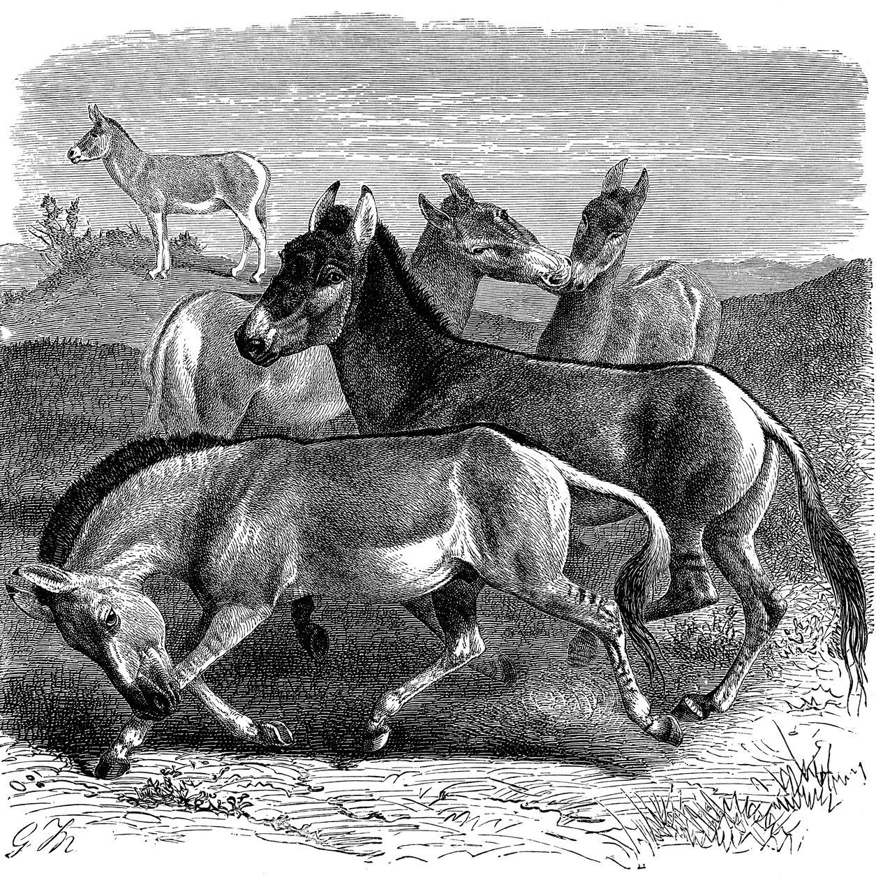 Tibetský divoký osel nebo Kiang, 1893 od Unbekannt