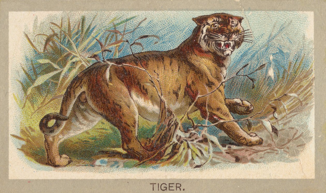 Tygr ze série Animals of the World T180, vydané Abdul Cigarettes, 1881. od Unbekannt
