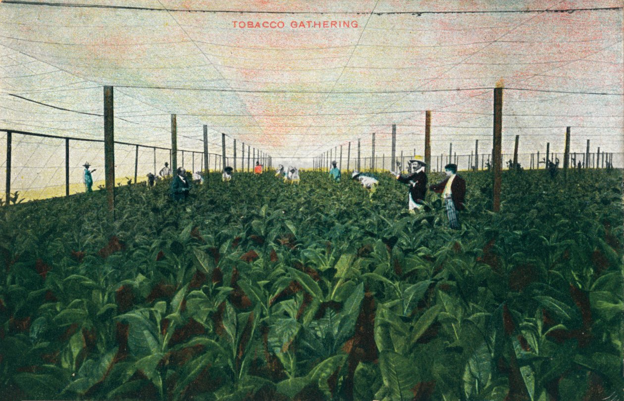 Tobacco Gathering, 1900 od Unbekannt