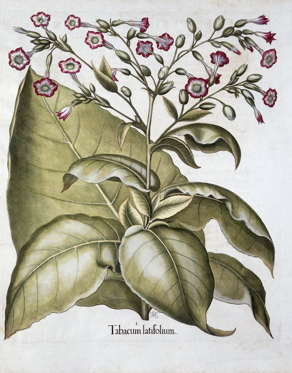 Tabáková rostlina, 1613 od Unbekannt