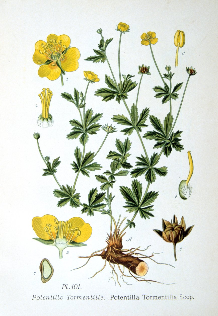 Tormentil, 1893 od Unbekannt