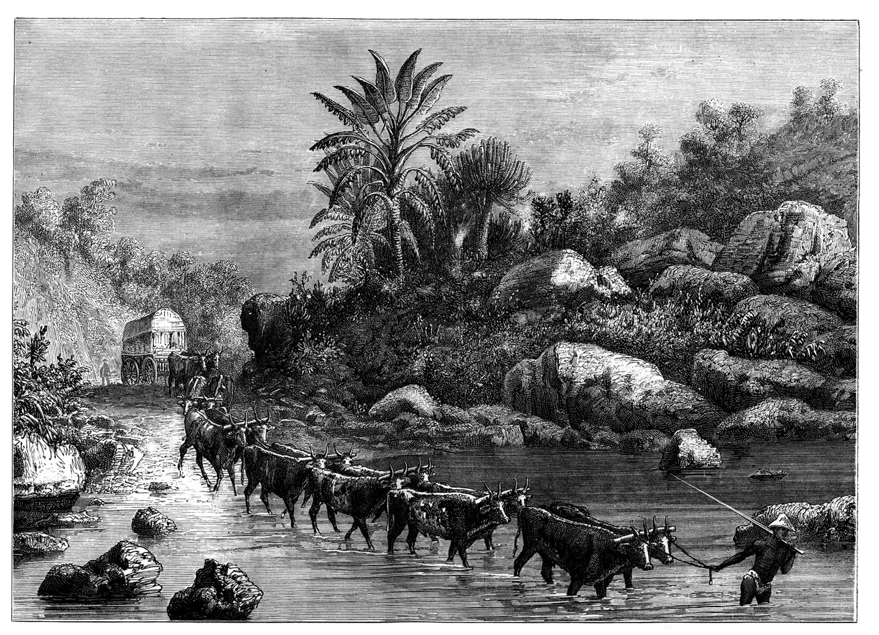 Cestování v Griqualand, Jižní Afrika, c1890 od Unbekannt