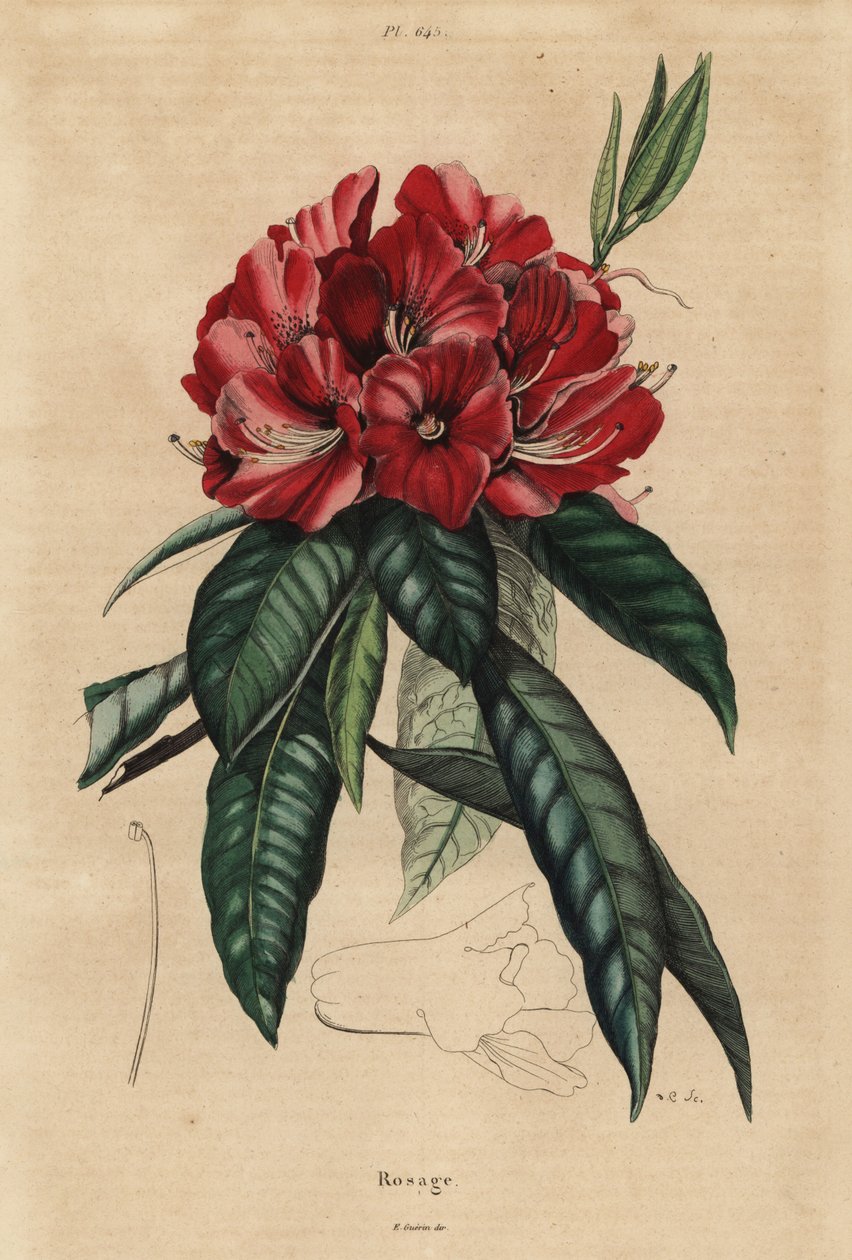Rododendron stromový, Rhododendron arboreum od Unbekannt
