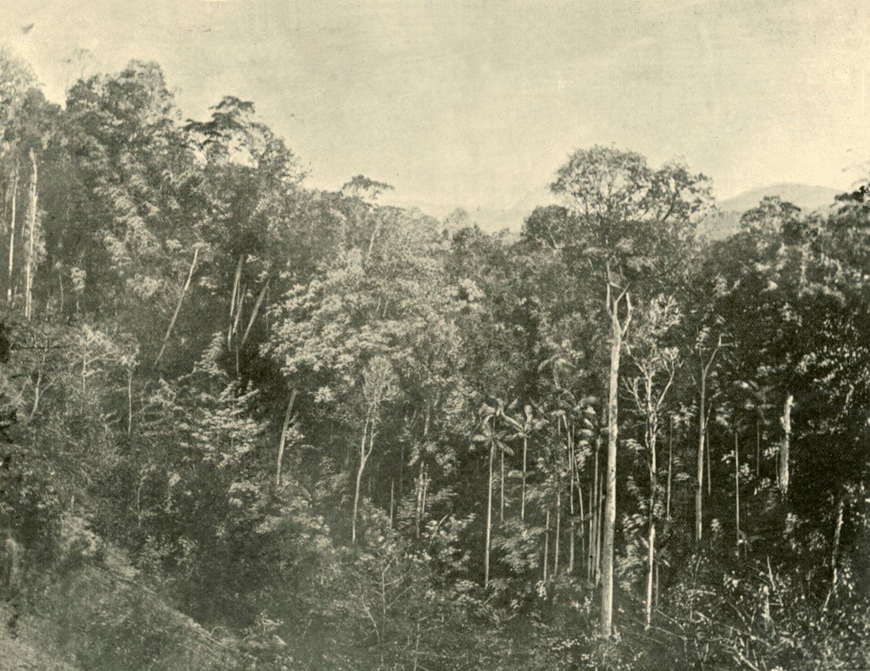 Tropické křoviny, Blackall Range, Queensland, 1901. od Unbekannt