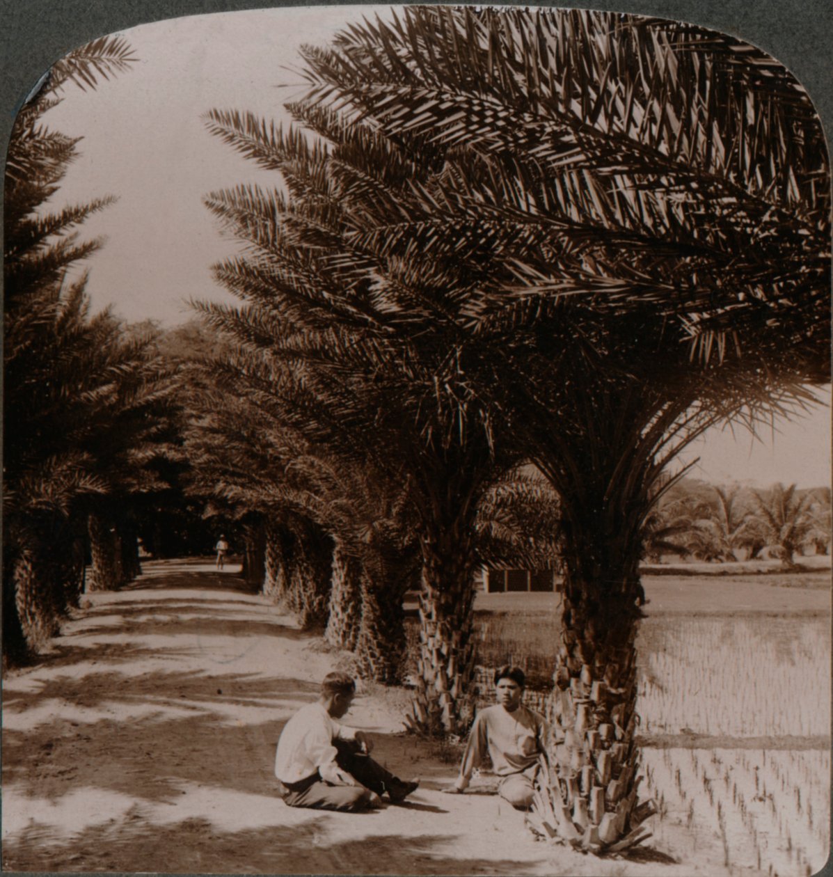 Tropická krása aleje datlových palem, Moanalua poblíž Honolulu, H. Is. c1900 od Unbekannt