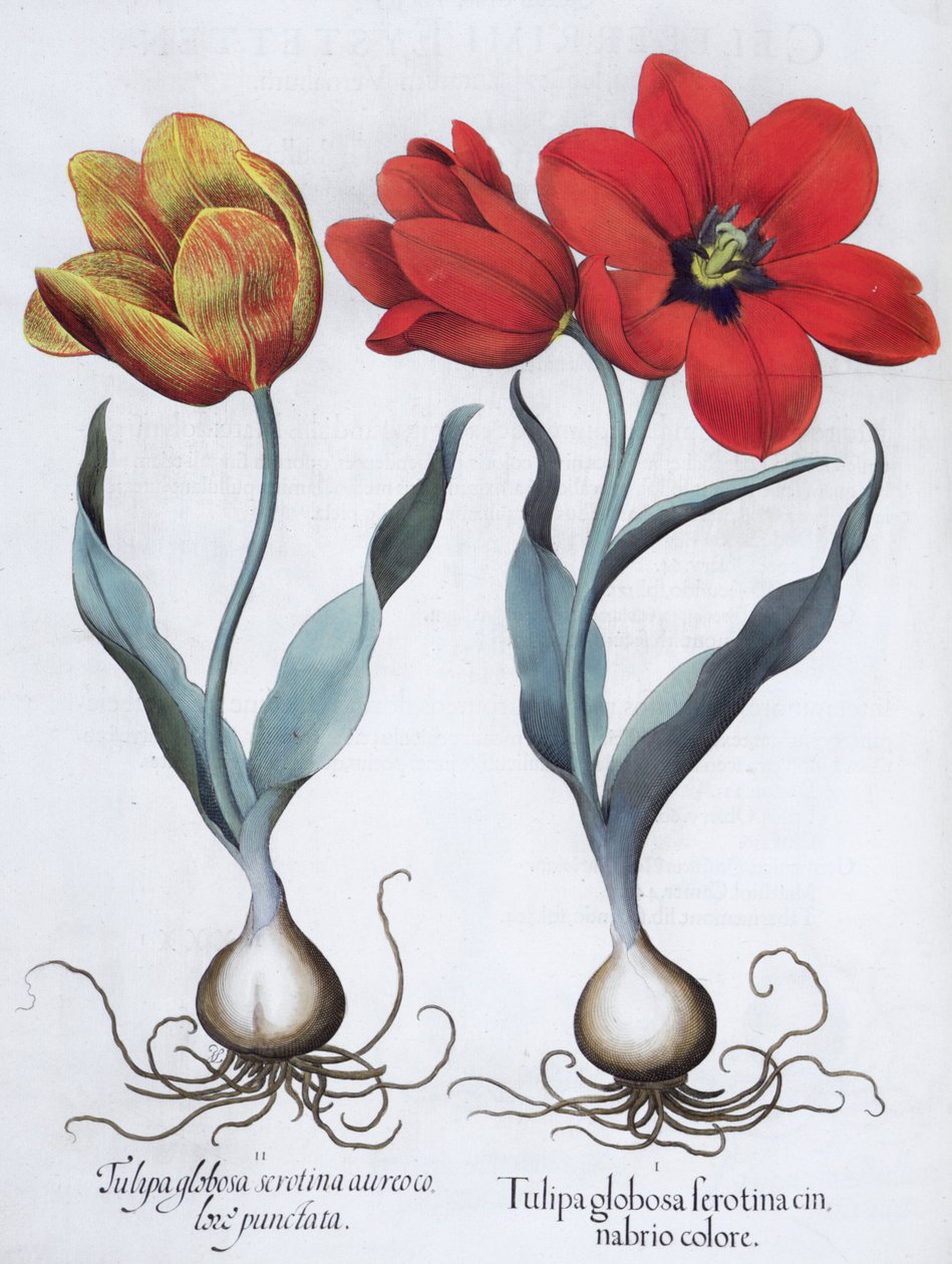 Tulipány, 1613 od Unbekannt