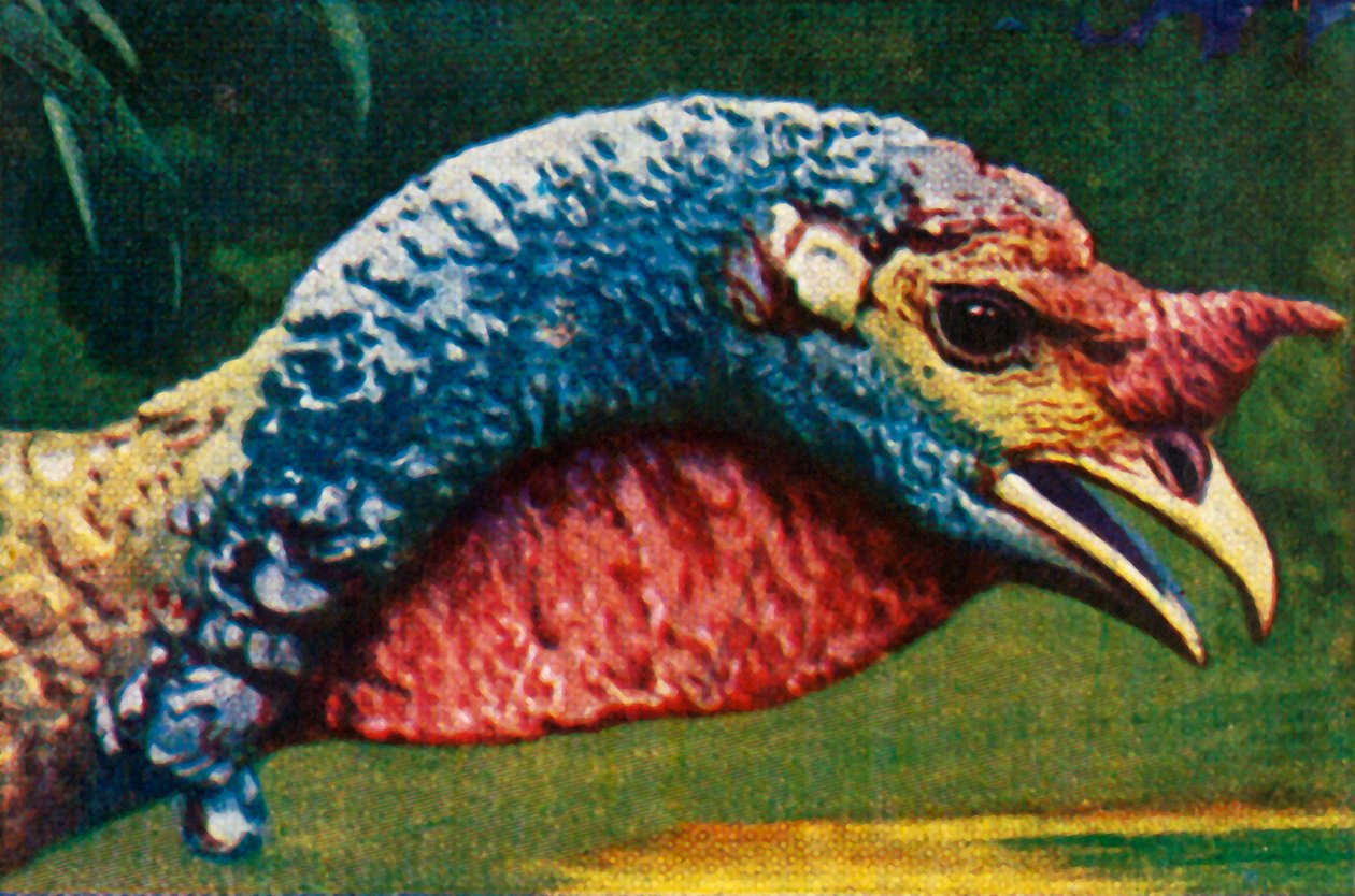 Turecko, c1928. od Unbekannt