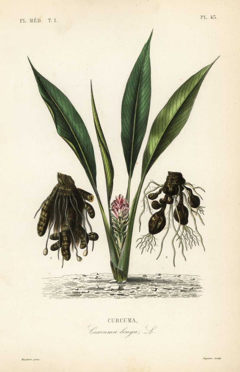 Kurkuma nebo ukon, Curcuma longa, Curcuma od Unbekannt