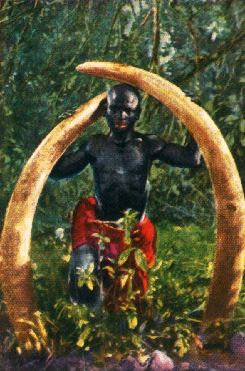 Kly afrického slona, c1928. od Unbekannt