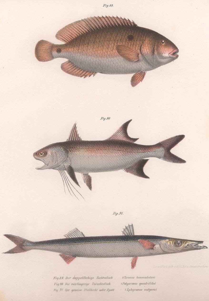 Bimaculatus dvouskvrnný, africký Redfin, Barracuda, kolem 50. let 19. století od Unbekannt