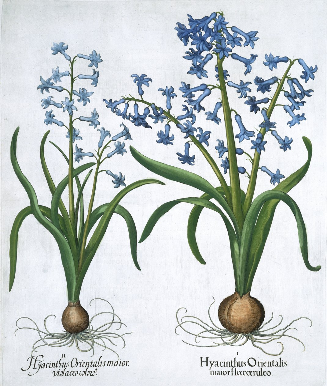 Dva modré hyacinty, 1613 od Unbekannt