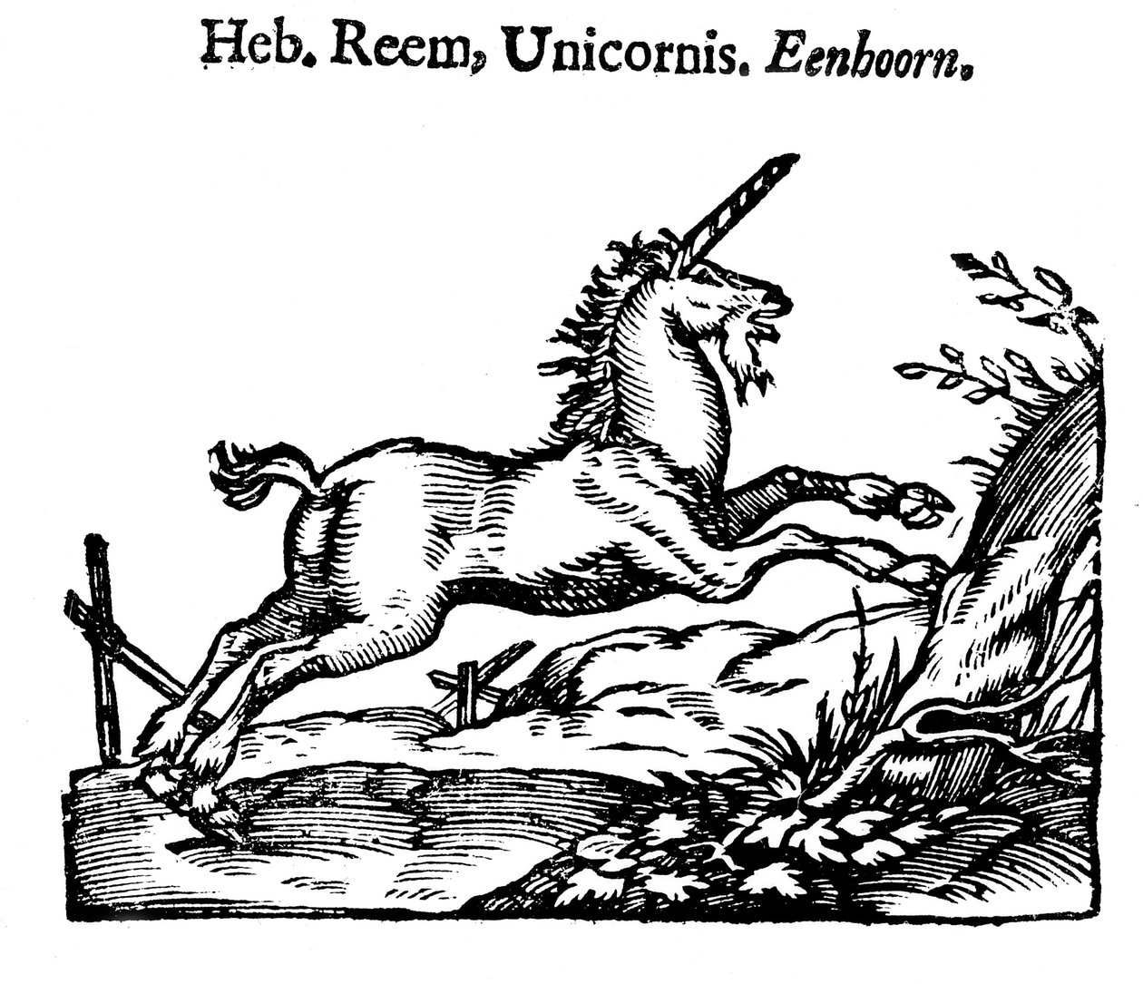 Jednorožec, 1644 od Unbekannt
