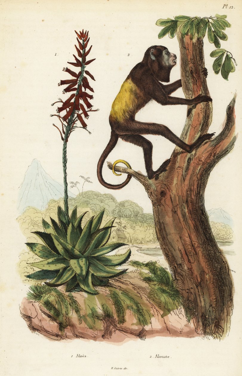 Venezuelský červený hovor, Alouatta seniculus 2, a Aloe vera od Unbekannt