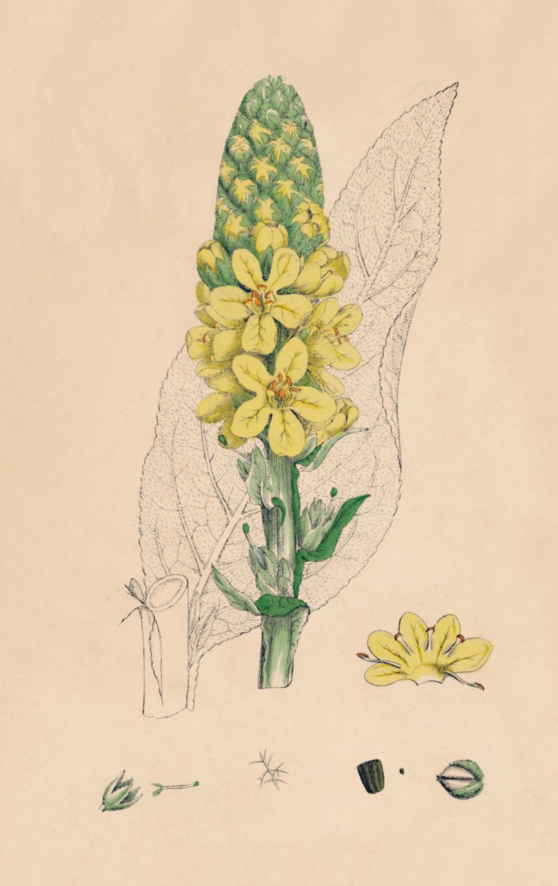 Verbascum Thapsus. Velký Mullein, 19. století od Unbekannt