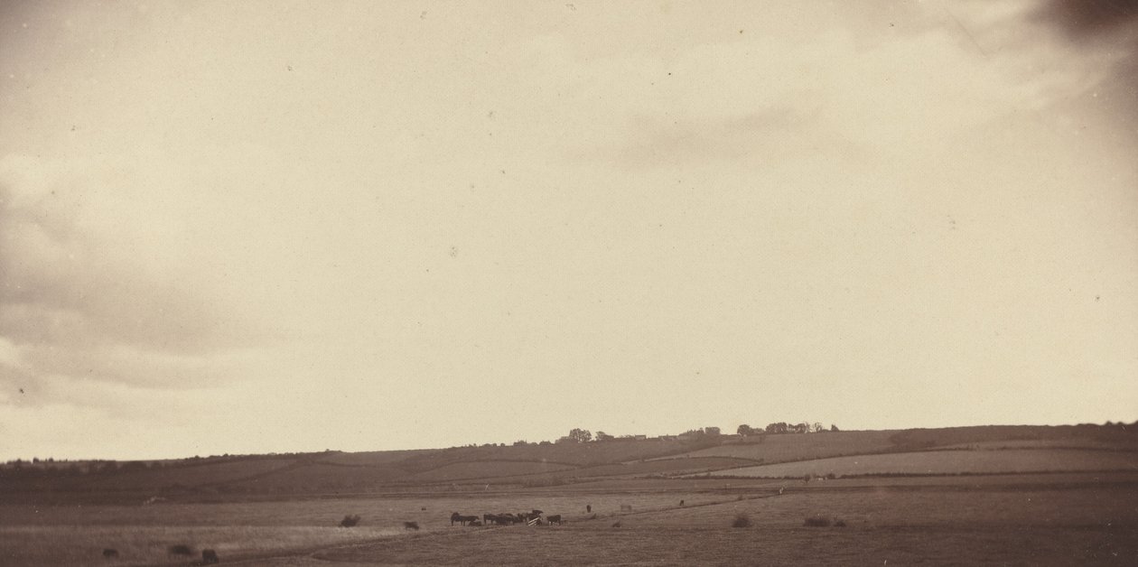 Pohled na pole s krávami, 1850-1860. od Unbekannt