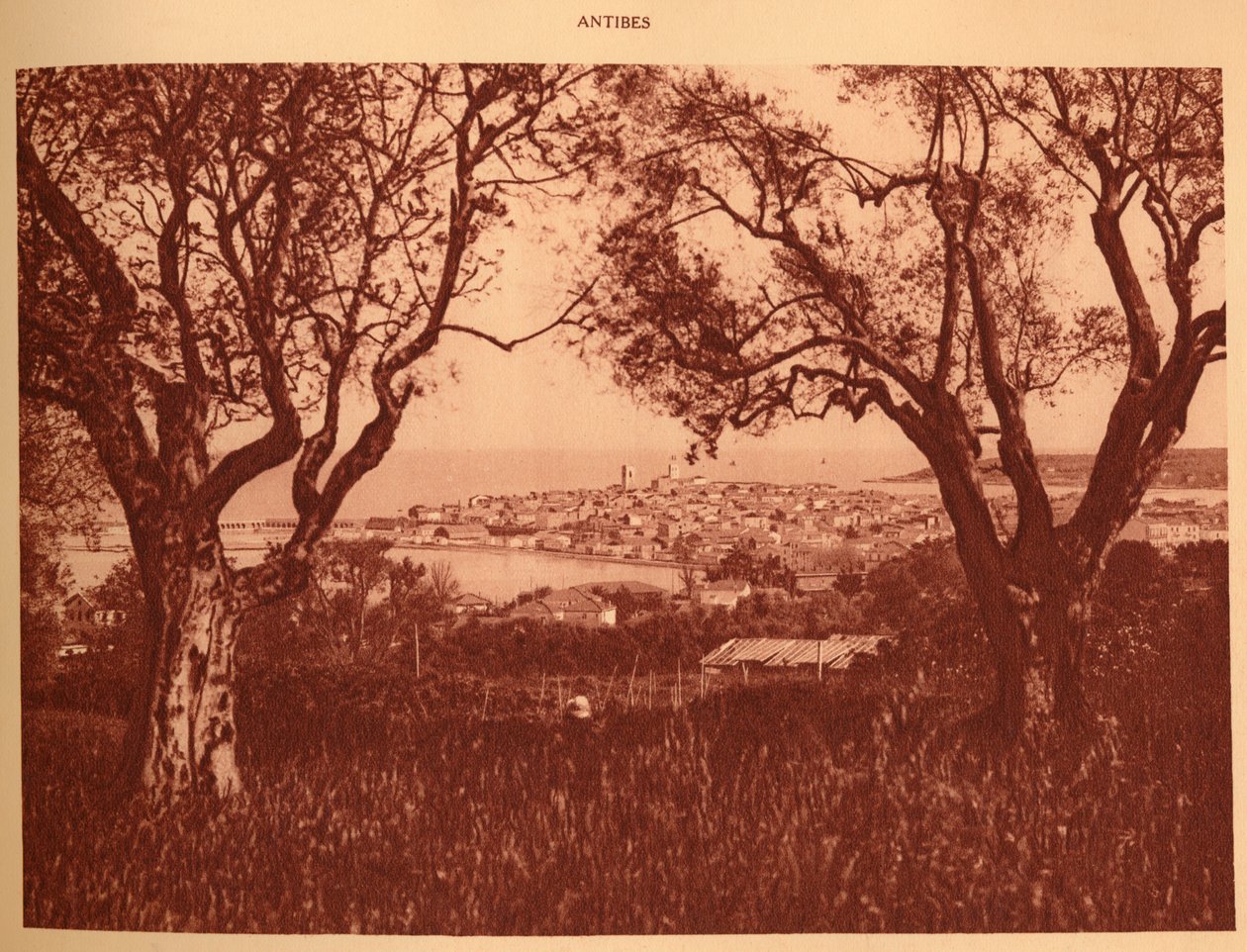 Pohled přes olivovníky do Antibes, 1930. od Unbekannt