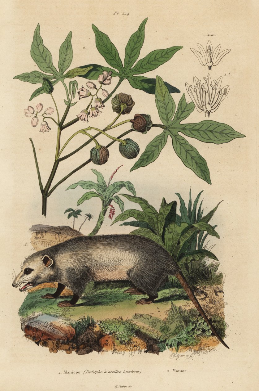 Vačice virginská, Didelphis virginiana 1 a maniok neboli yuca, Manihot esculenta od Unbekannt