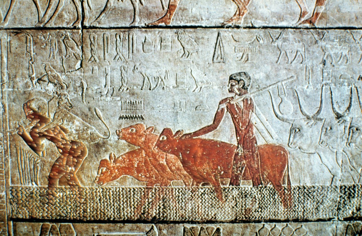 Chůze dobytka přes kanál, reliéf zdi, Sakkára, Egypt od Unbekannt