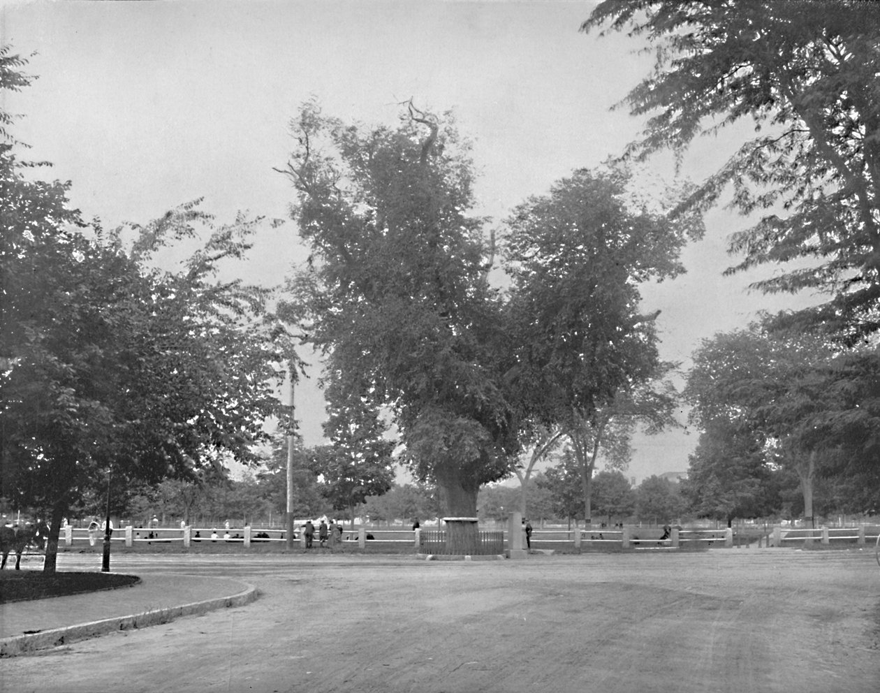 Washington Elm, Cambridge, Massachusetts, c1897. od Unbekannt