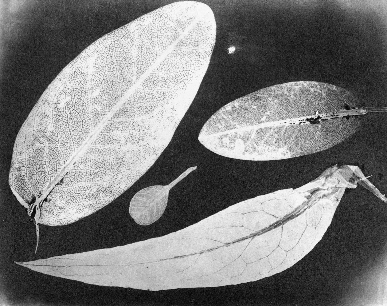 Vodní pevná fotografie Čtyři listy, léto 1839 od Unbekannt