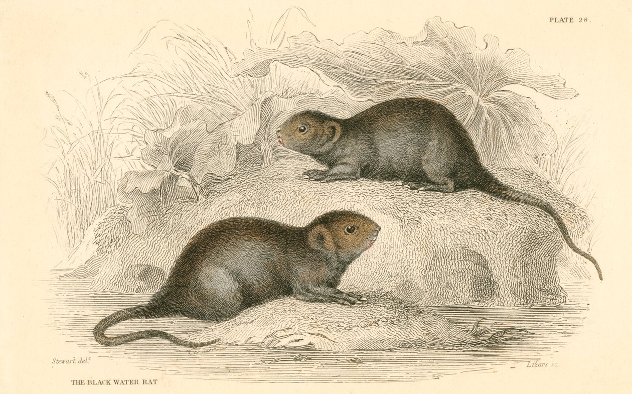 Hraboš vodní Arvicola terrestris, také známý jako černá vodní krysa, 1828 od Unbekannt